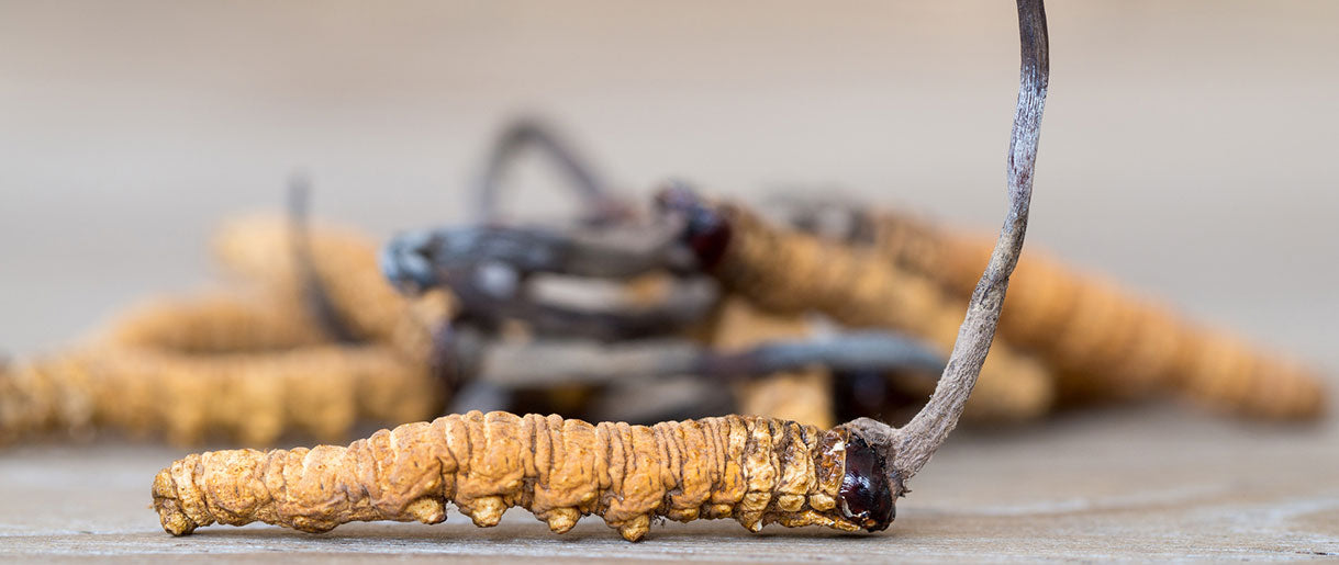 We Will Show You Cordyceps Dangers And How To Avoid Them