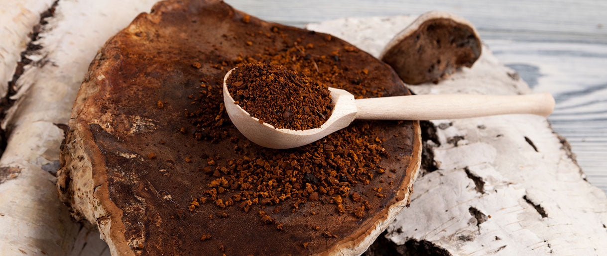 We Outline All Important Details About Chaga Dosage Here