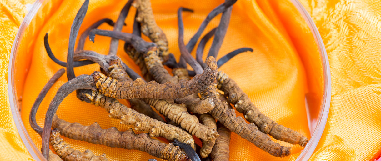Our Most Recent Discoveries About Cordyceps And Chaga