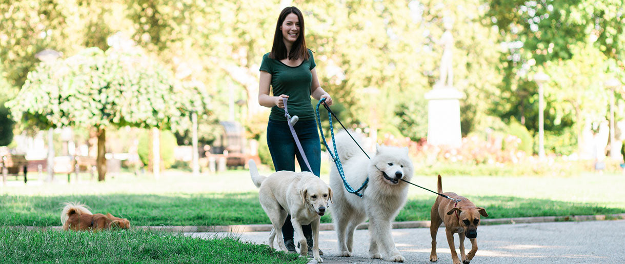 Cordyceps For Dogs: Unveiling The Superfood Sensation!