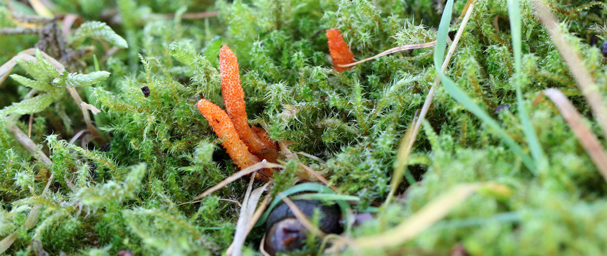 Cordyceps Sinensis VS. Militaris: See Our Discoveries