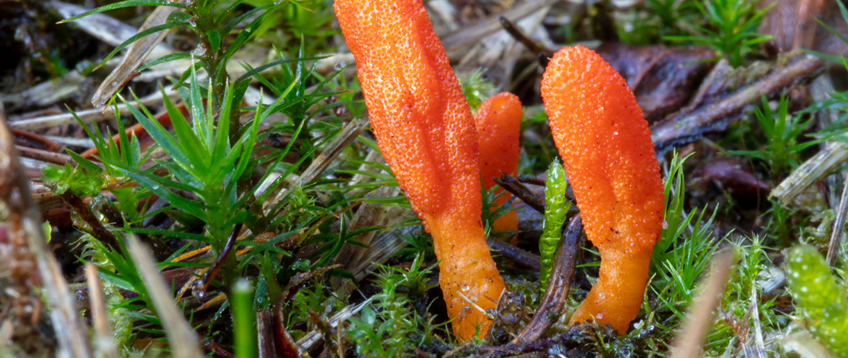 How Long Does It Take To Grow Mushrooms? Timeline of Grow