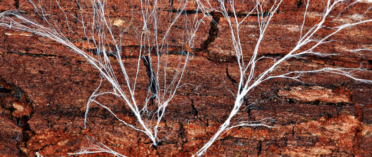 Is Mycelium Safe To Eat? We Discovered The Right Answer