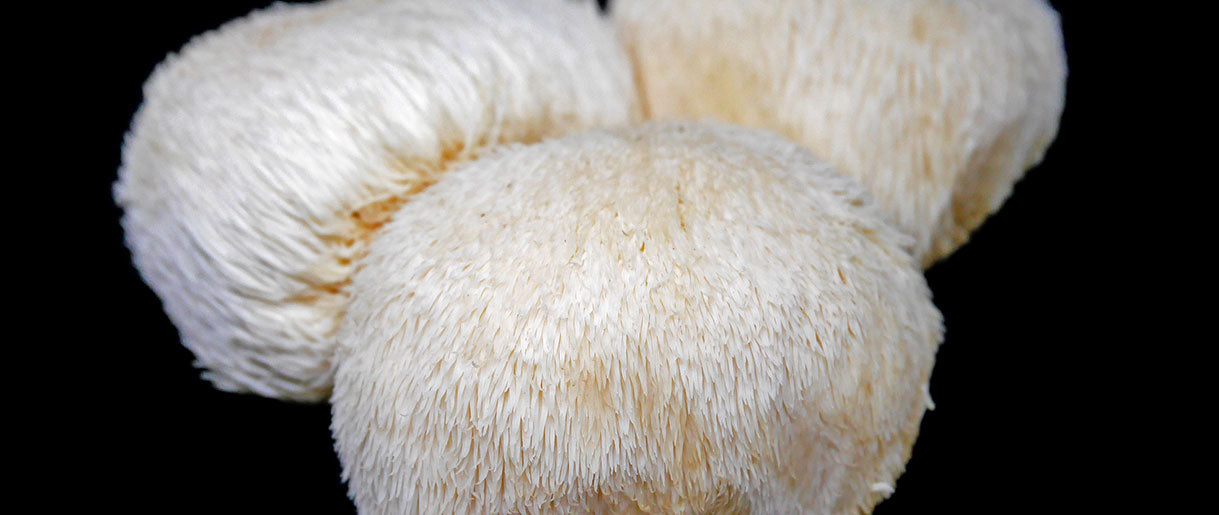 Lion's Mane Addiction: Is Lion's Mane Mushroom Addictive?