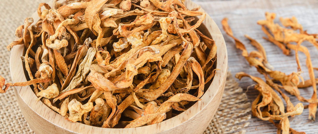 Our Discoveries On Adaptogenic Mushrooms & Their Benefits