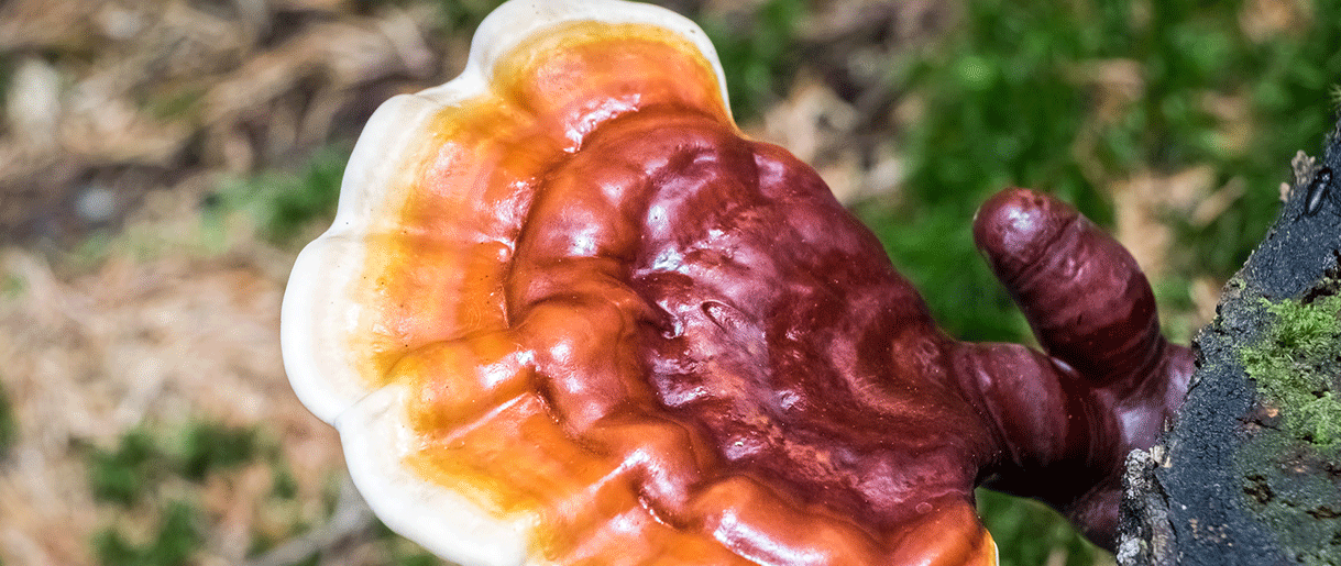 Reishi Mushroom Benefits: Plus How To Use And Side Effects