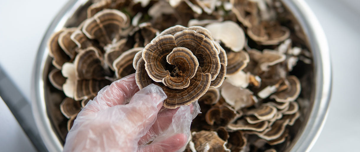 We Investigated Turkey Tail Mushroom Dosage: See Results
