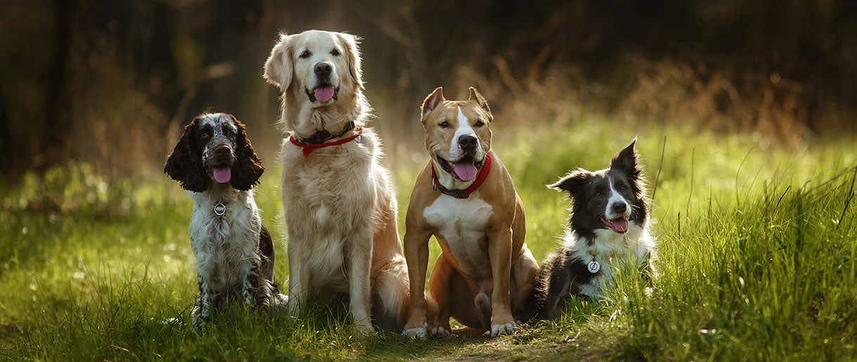 6 Benefits Of Turkey Tail Mushroom For Dogs