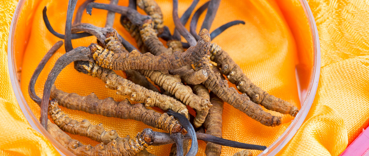 7 Science-Backed Health Benefits Of Cordyceps Mushroom