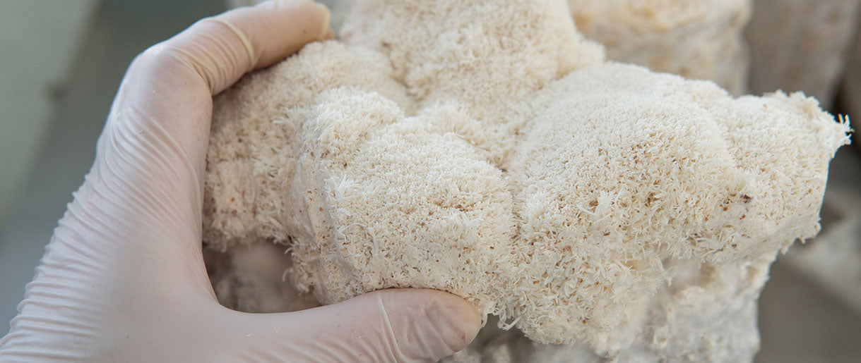 A Step-By-Step Guide On How To Grow Lion's Mane Mushrooms