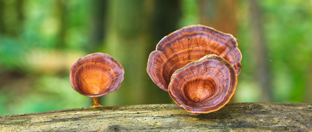 Are Mushrooms A Plant? Understanding The Classification