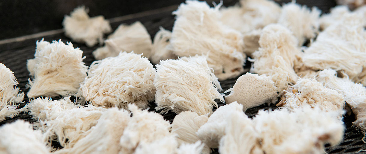 Can You Eat Lion's Mane Raw? Our Discoveries So Far