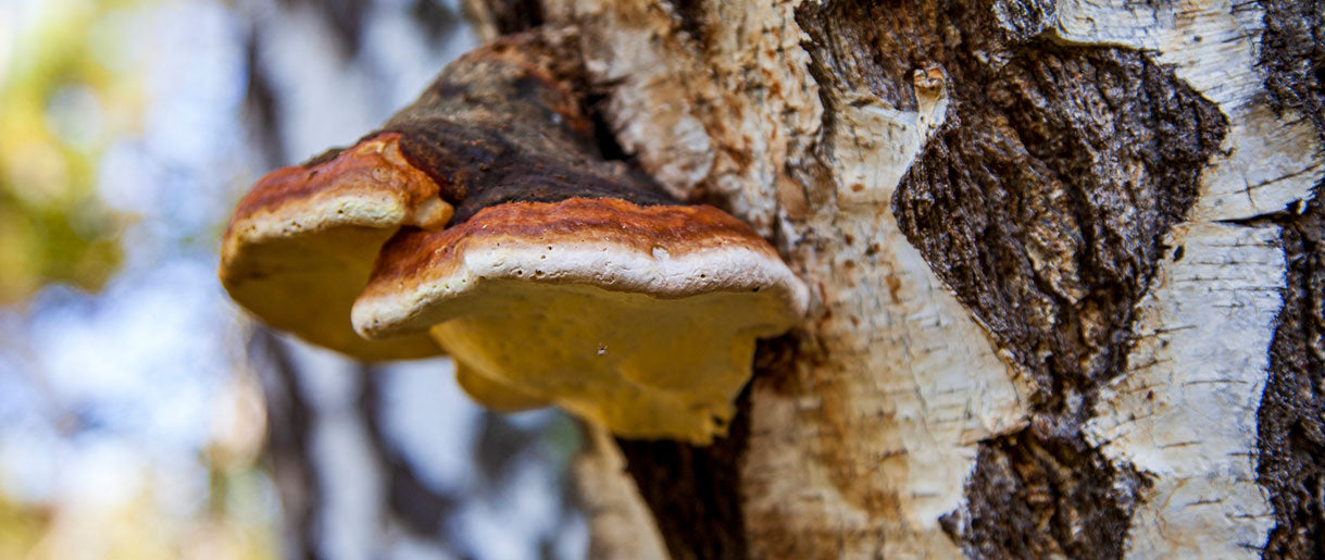 Chaga Vs. Turkey Tail: Which One Is Better?