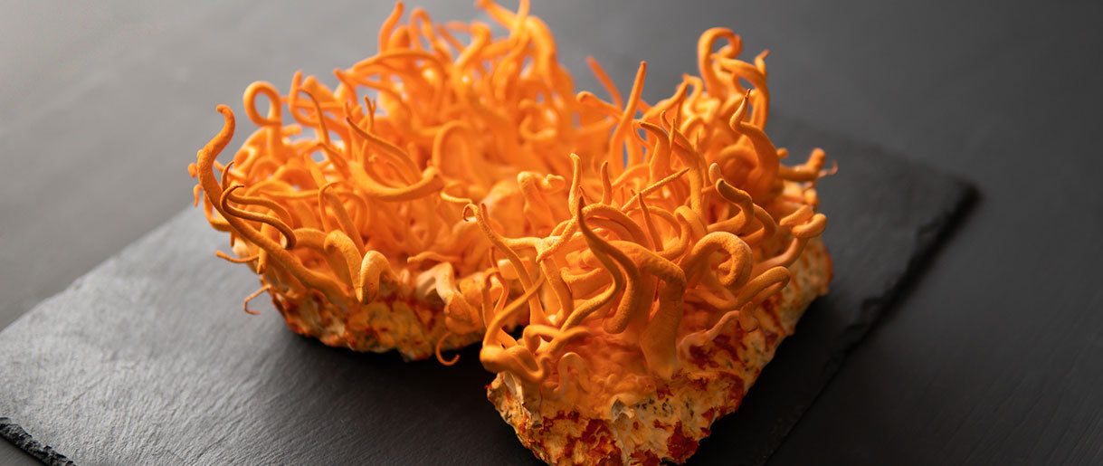 Cordyceps And Lion's Mane: How They Benefit Together