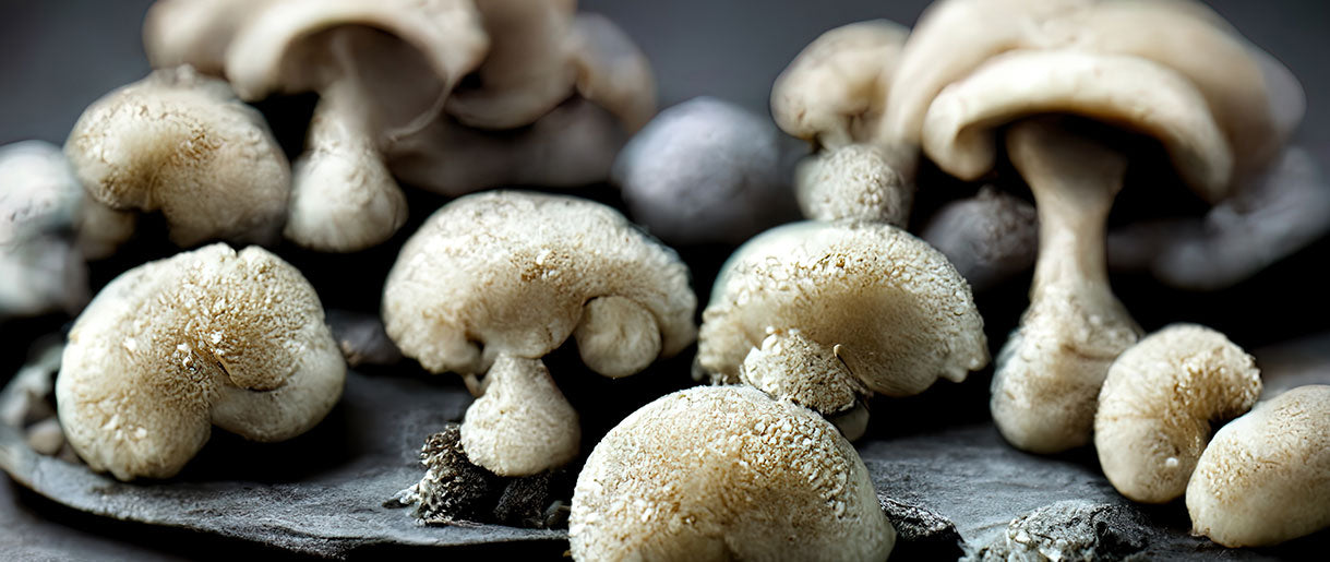 Here Is How Mushroom Beta-Glucan Improves Your Health