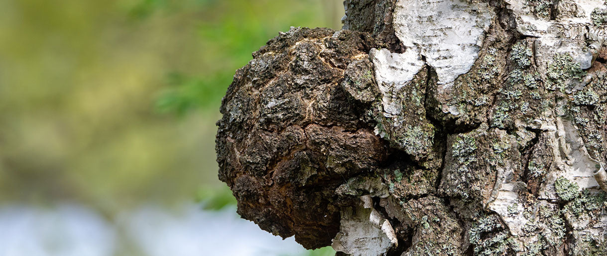 Here Is What We Know About Chaga Mushroom Identification