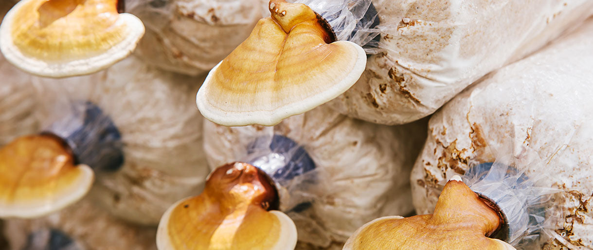 How To Grow Reishi Mushroom At Home - A Complete Guide