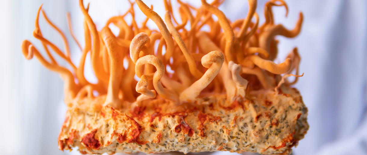 Is Cordyceps Psychedelic? Here's What We Have Discovered