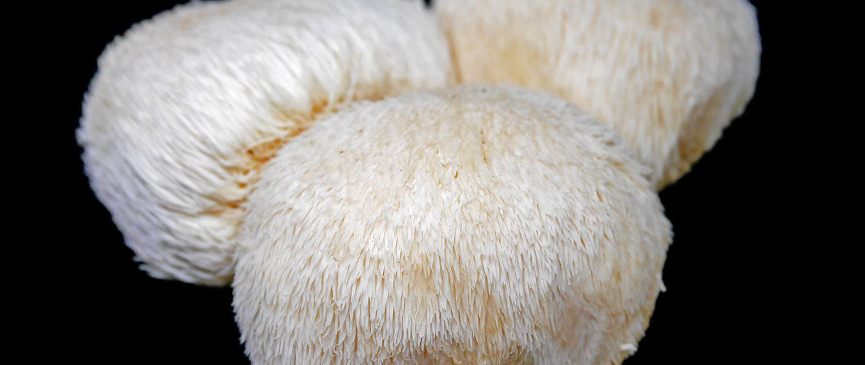 Is Lion's Mane Mushroom Psychedelic? Here is Your Answer