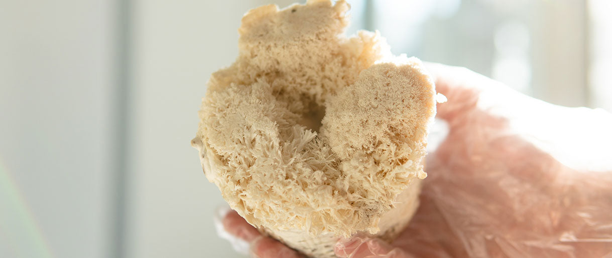 10 Lion's Mane Benefits Making This Mushroom Popular
