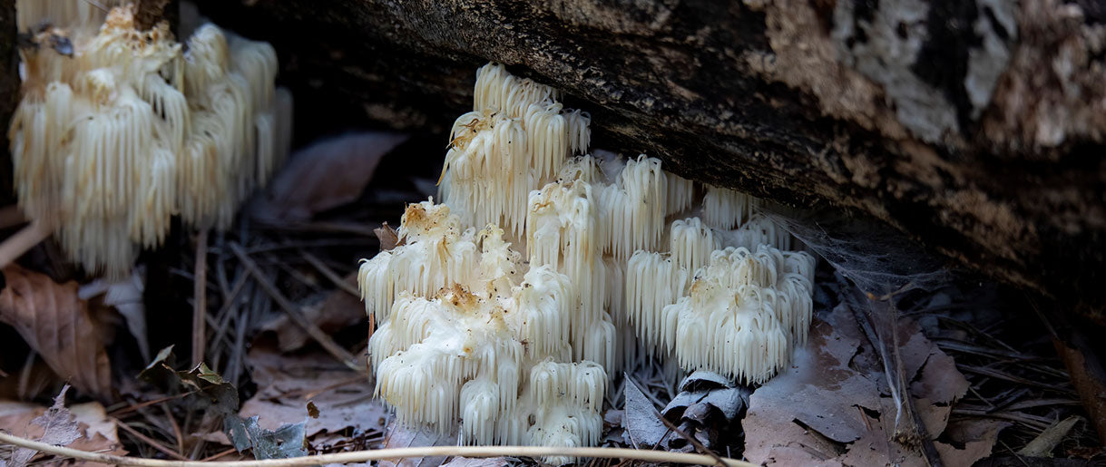 Lion's Mane Look-Alikes: Is There Anything That Looks Like Lion's Mane?