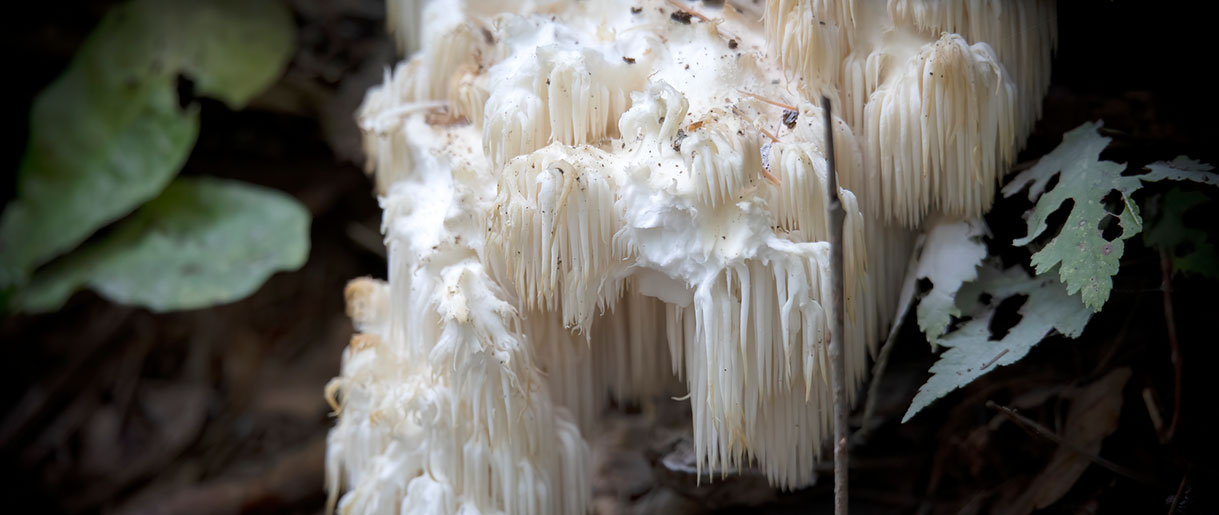 Lion's Mane Neuropathy: Can Lion's Mane Help Neuropathy?
