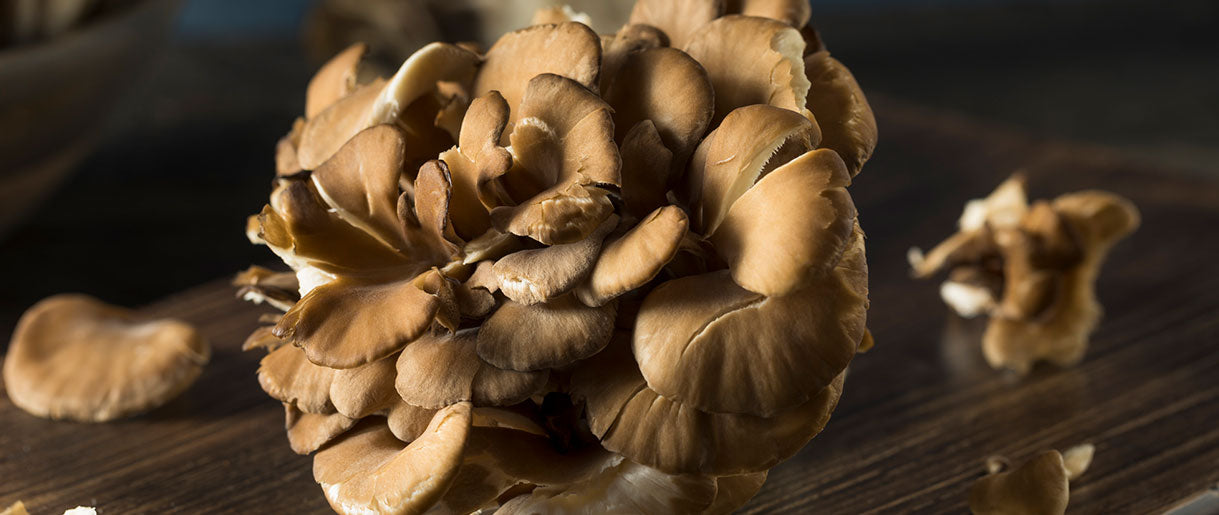 Maitake Mushroom Benefits: Nature's Key To Wellness