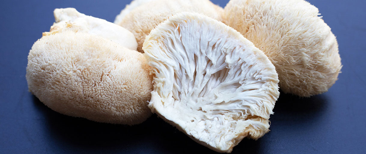 Mushroom Anatomy: Our Discoveries After Studying Fungi