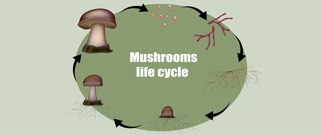 We Dug Deep Into the Mushroom Life Cycle: Our Discoveries