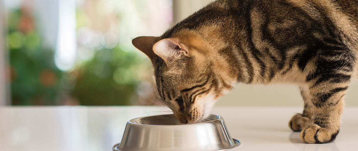 Mushrooms For Cats: How To Include Fungi In Feline Diet