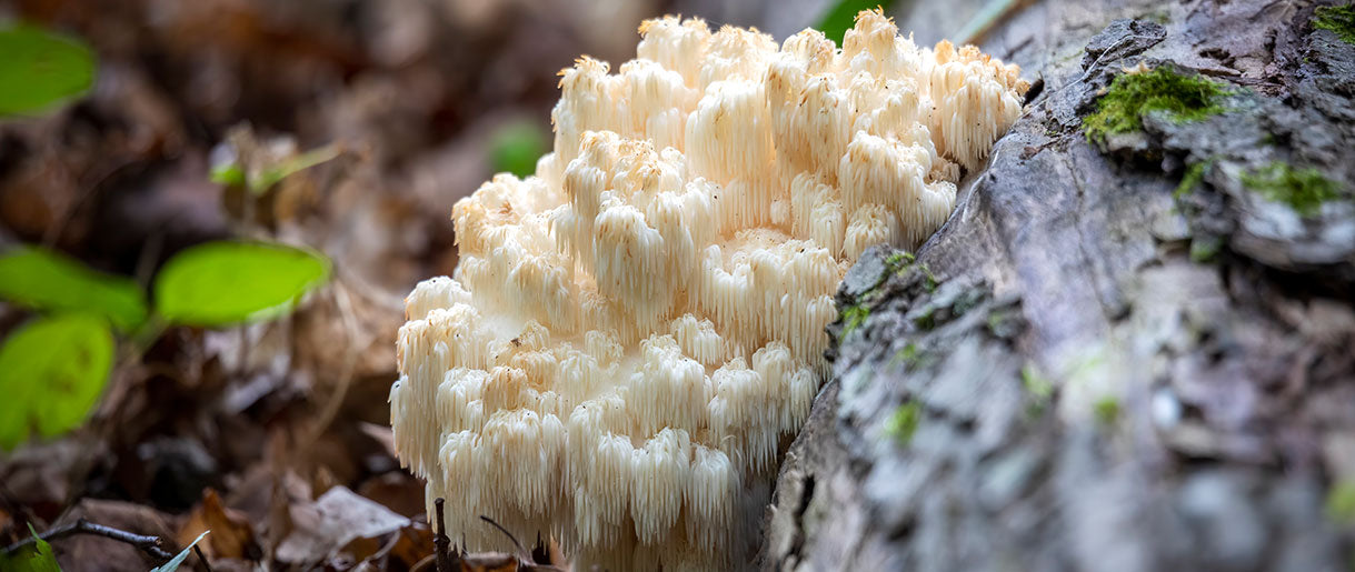 Mycelium Vs. Fruiting Body: Which One Is Better?