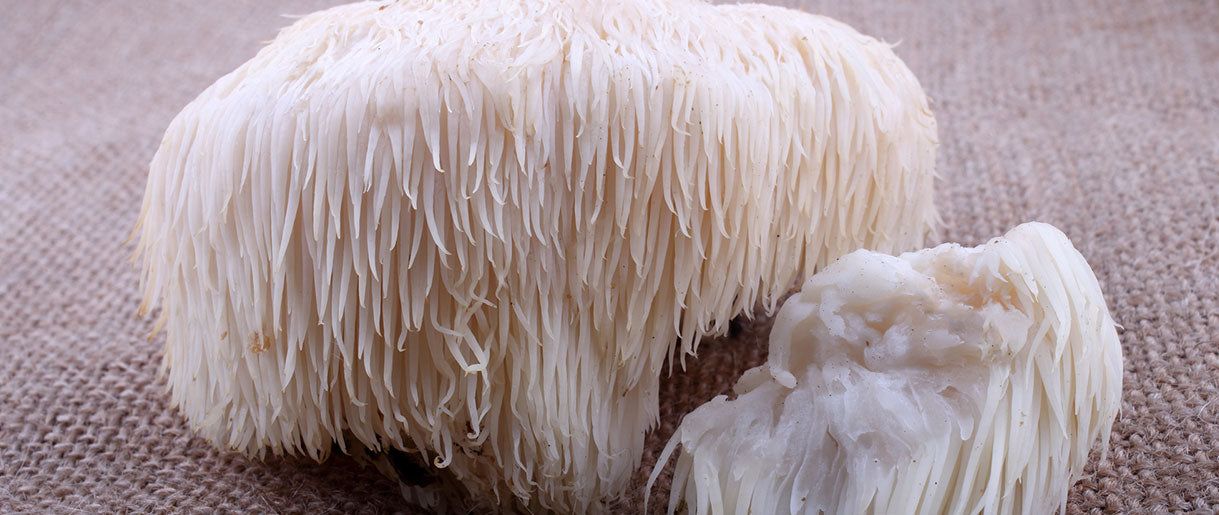 We Researched Lion's Mane Contraindications: See Results