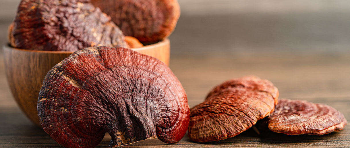 We Have Discovered the 5 Most Common Reishi Look-Alikes