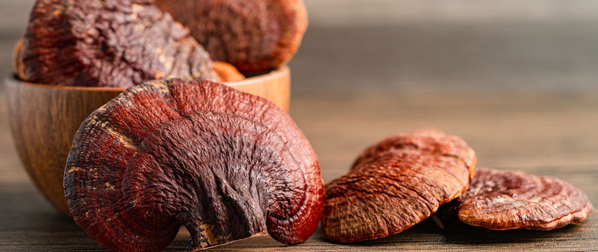 Reishi Look-Alikes: How To Identify Reishi Mushroom?