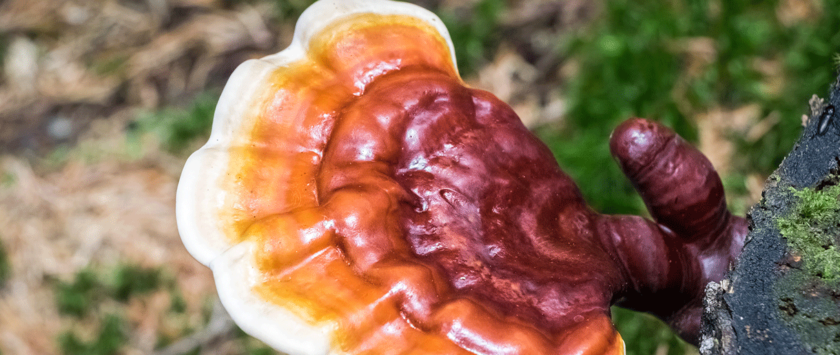 Reishi Mushroom Benefits and Side Effects