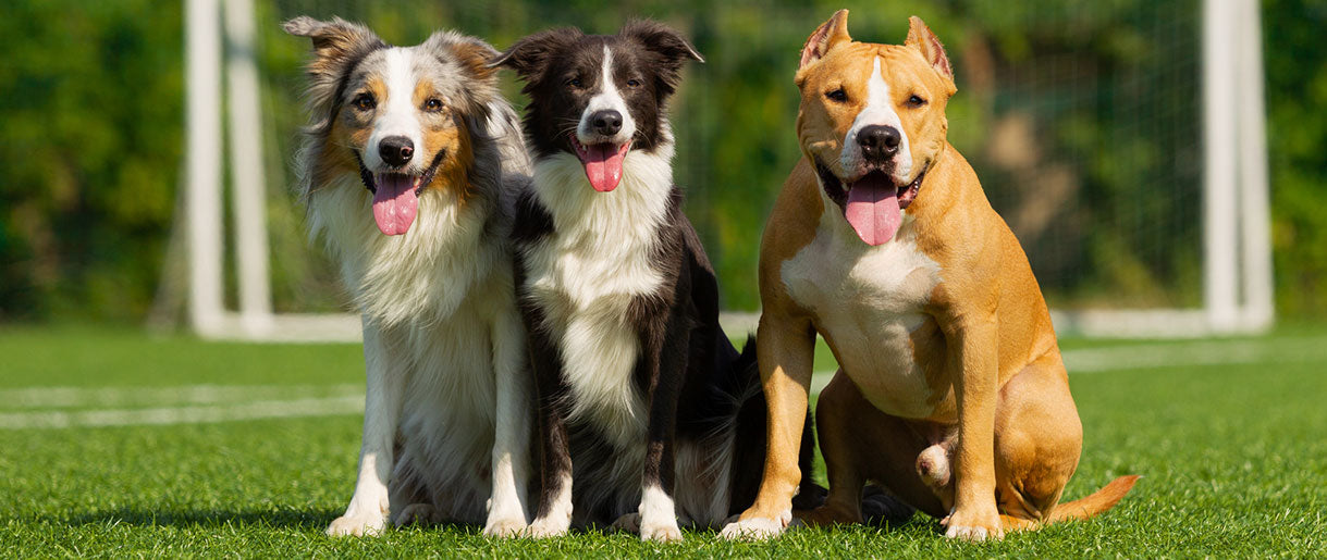 Our Physician Discusses Using Reishi Mushroom For Dogs