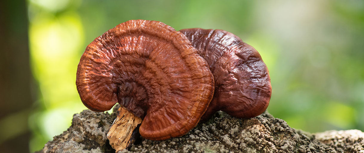 Reishi Vs. Lion's Mane: Our Take on Their Differences