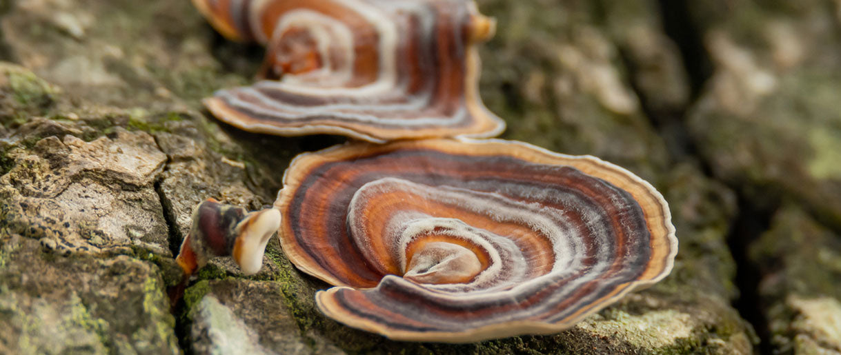 Turkey Tail HPV: How This Mushroom Can Help?
