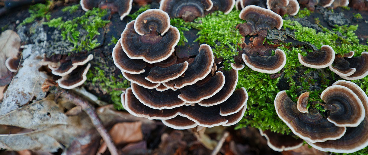 Turkey Tail Mushroom Identification: A Comprehensive Guide
