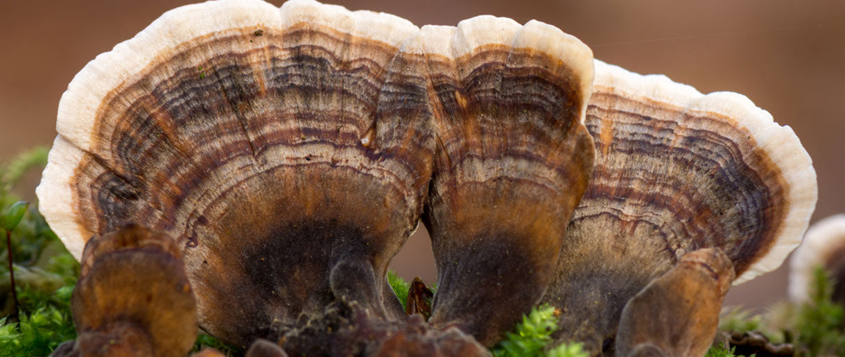 Turkey Tail Vs. False Turkey Tail: What's The Difference?