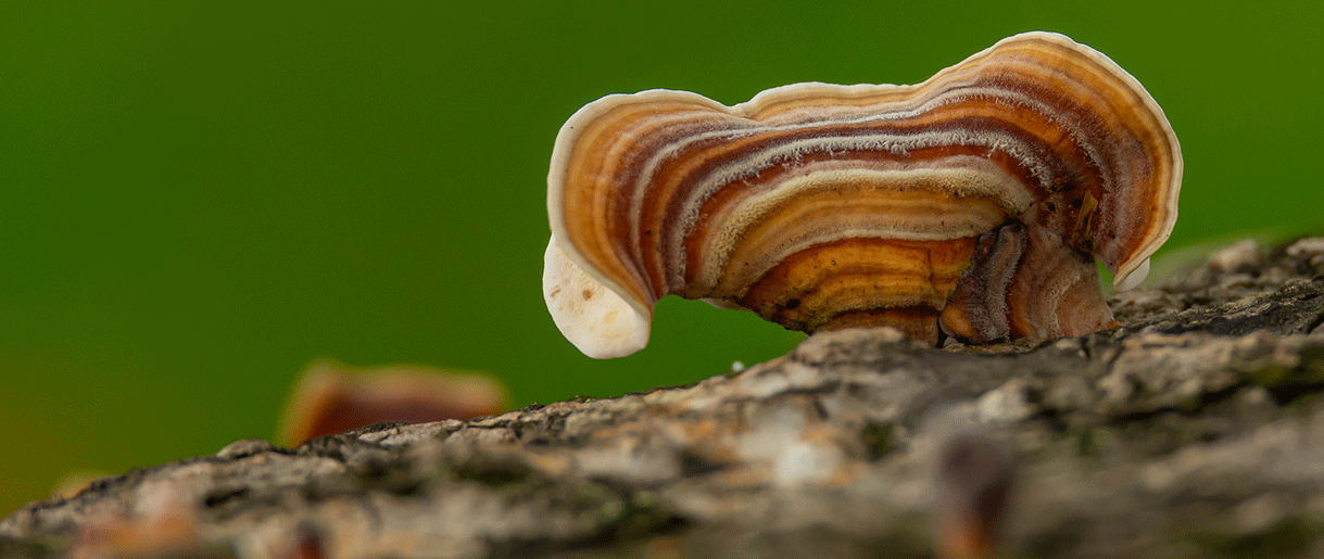 Turkey Tail Mushroom: Health Benefits, Side Effects, And Usage Guide