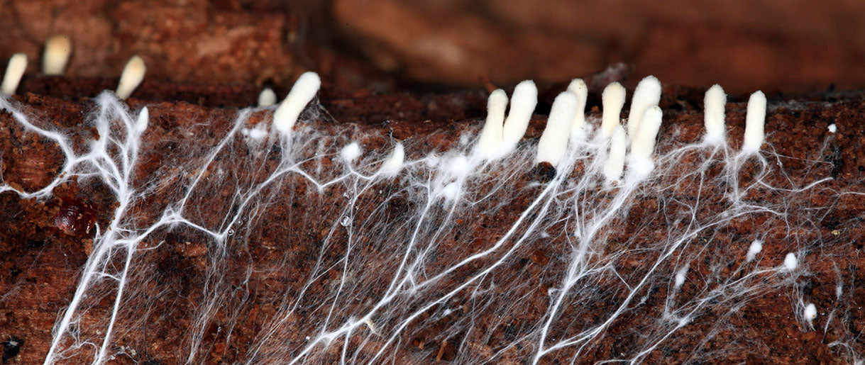 The Power Of Lion's Mane Mycelium: A Comprehensive Guide