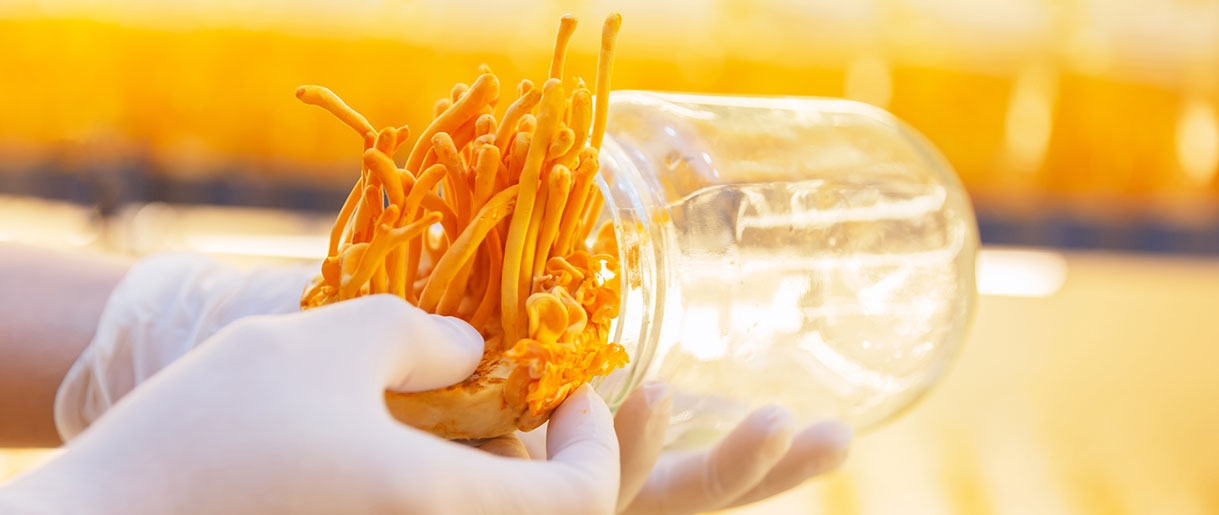 Cordyceps Chinese Medicine: This History Behind Cordyceps Mushrooms